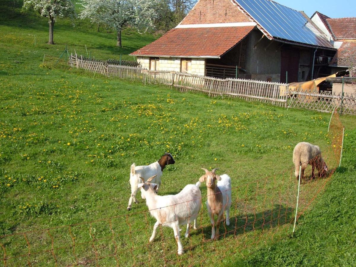 Ferienwohnungen "Allerleigruen" Langenroda Bagian luar foto